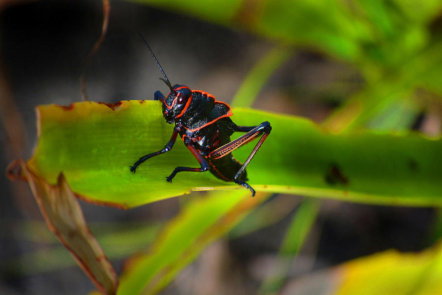 Grasshopper Photograph - Elegant Sylvan Katydid by Gary Keesler