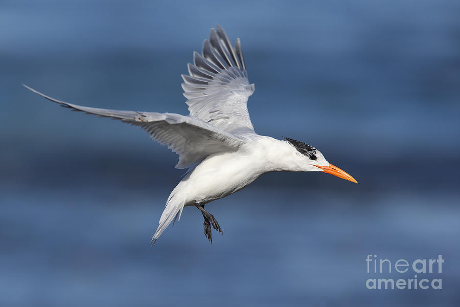 Elegant tern Photograph by Bryan Keil