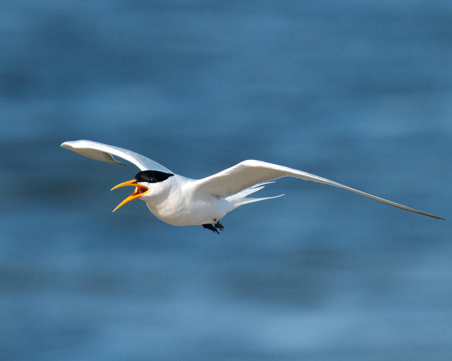 Elegant Tern by Steve Kaye Elegant Tern by Steve Kaye