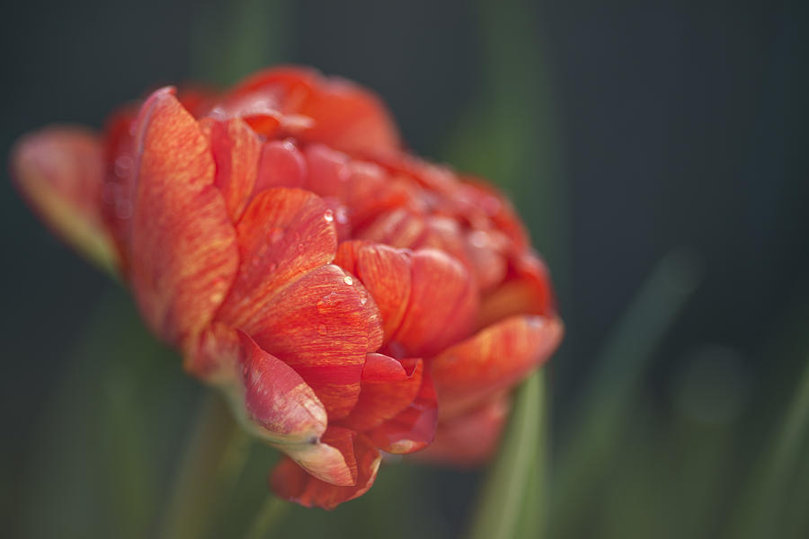 Elegant Tulip  Photograph by Vishwanath Bhat