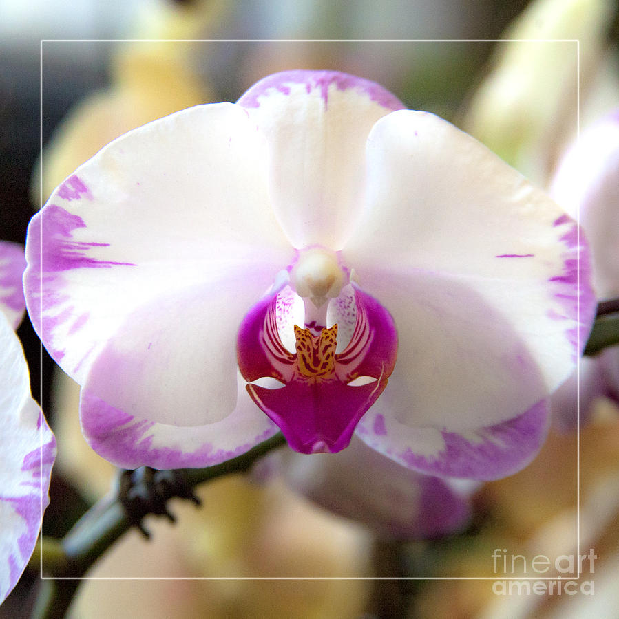Elegant White Orchard Flower Wearing a Mask of Magenta Photograph by Jerry Cowart