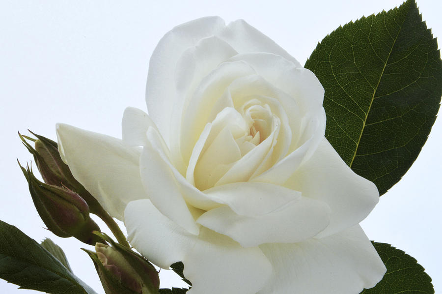Elegant White Rose. Photograph by Terence Davis
