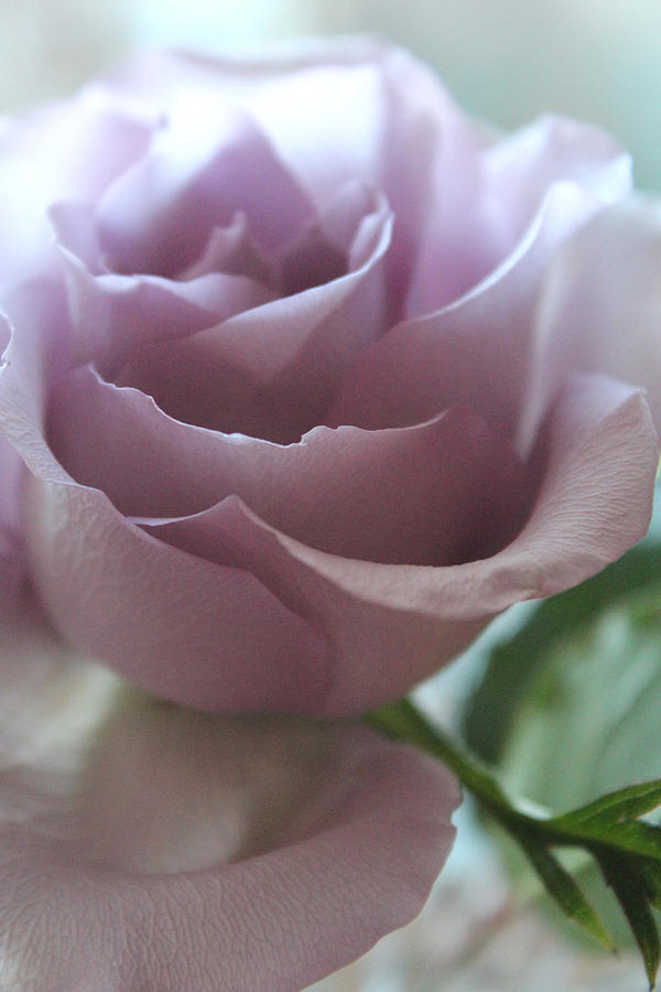 Rose Photograph - Elegantly by The Art Of Marilyn Ridoutt-Greene