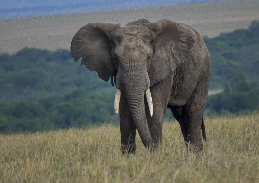 Elephant #1 Photograph by Wade Aiken