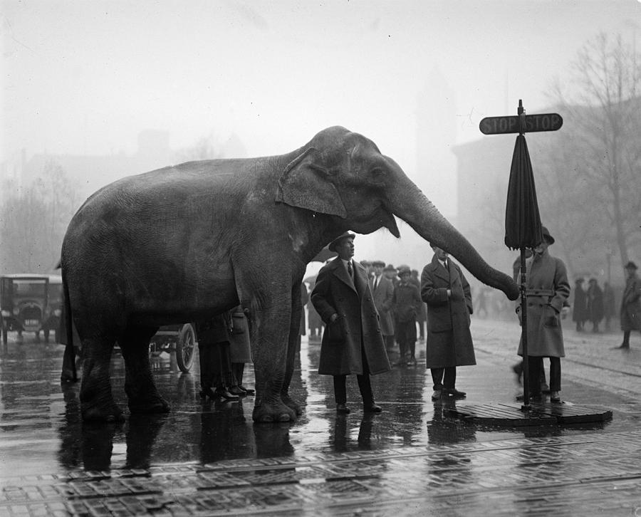 Elephant, 1923 Photograph by Granger