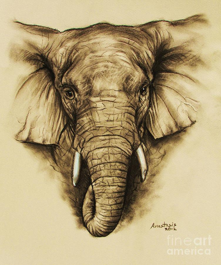 Elephant 2 Drawing by Anastasis Anastasi - Pixels