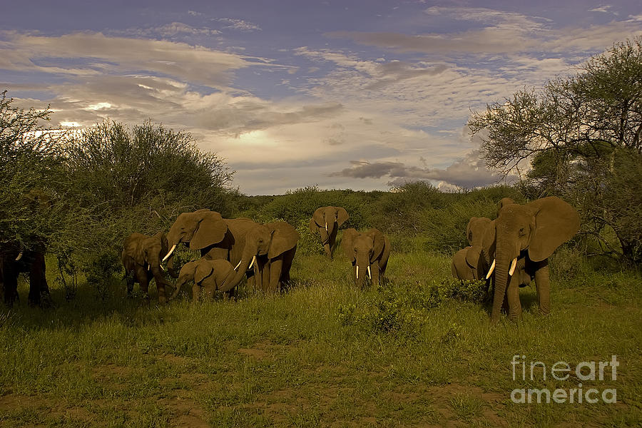 Elephant Photograph - Elephants   #8625 by J L Woody Wooden