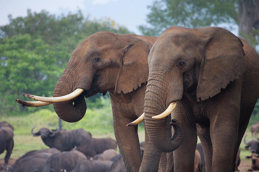 Jungle Photograph - Elephant, Aberdare National Park, Kenya by Keren Su