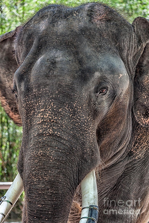 Elephant Thailand Photograph by Adrian Evans