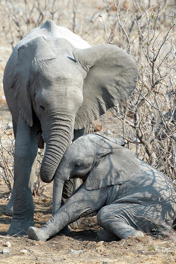 Elephant Affection Photograph by Tony Camacho