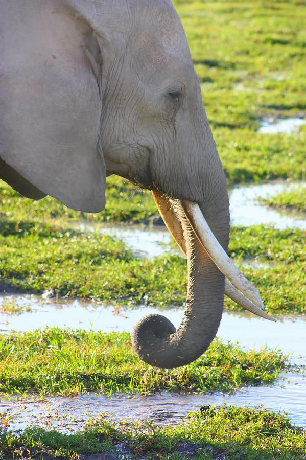 Elephant Photograph by Amanda Stadther