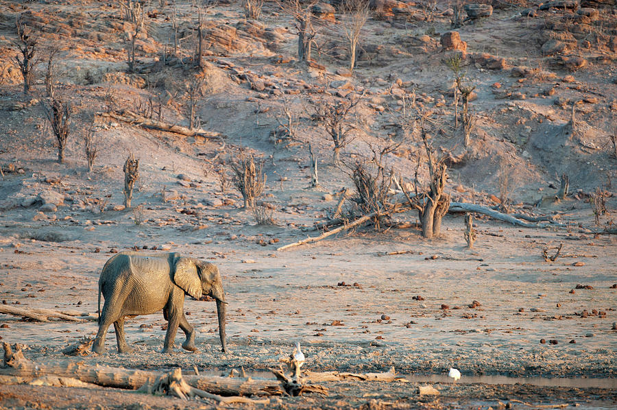 Elephant Among Desert Landscape Photograph by Christopher Scott