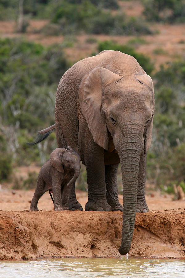 Elephant And Calf At Waterhole Photograph by Bruce J Robinson