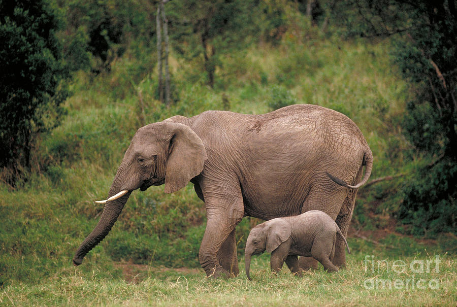 Elephant And Calf Photograph by Gregory G. Dimijian
