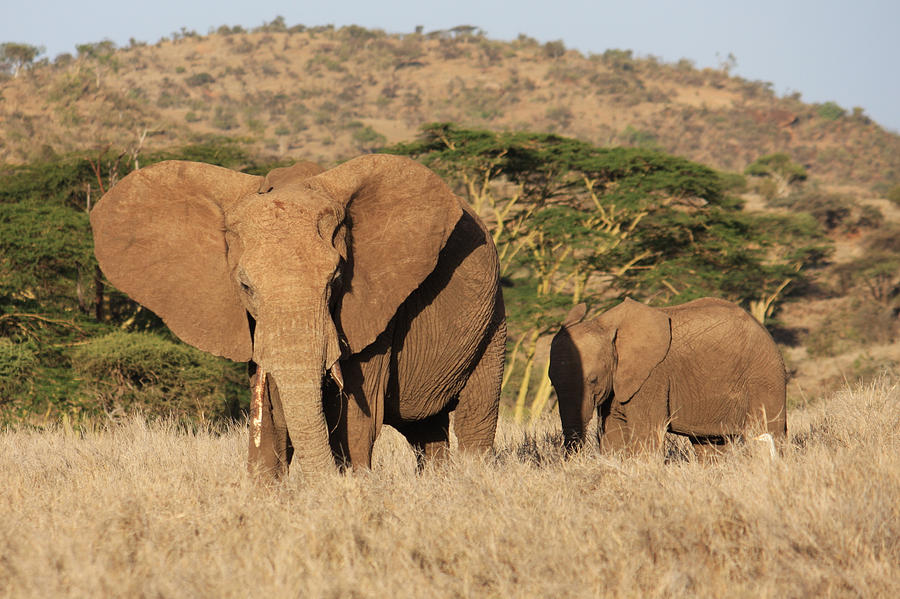 Elephant And Child Photograph By Bob Parr - Fine Art America