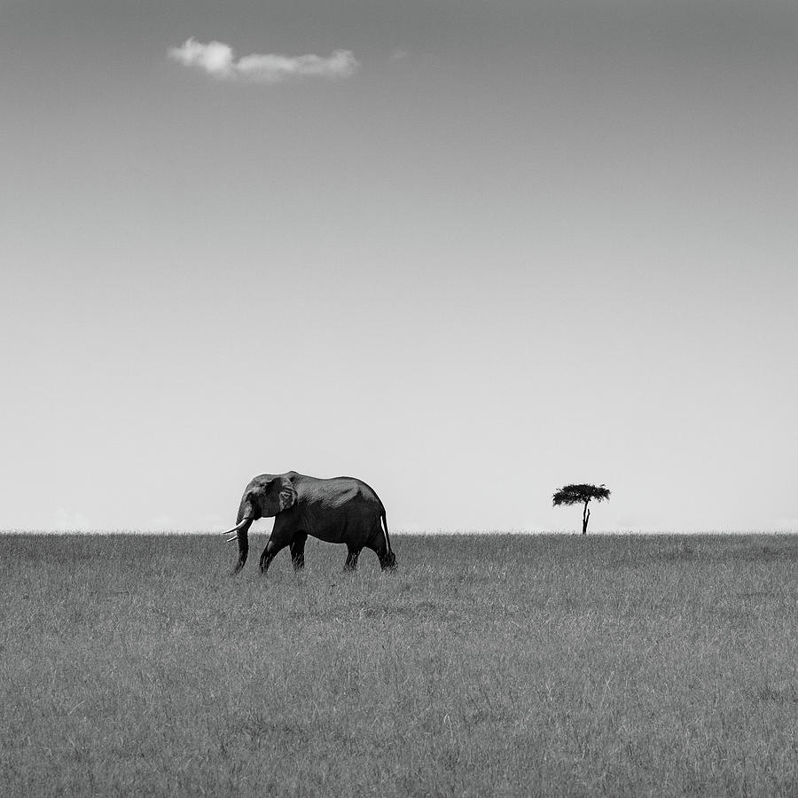 Elephant And The Friendly Cloud... Photograph by Ali Khataw