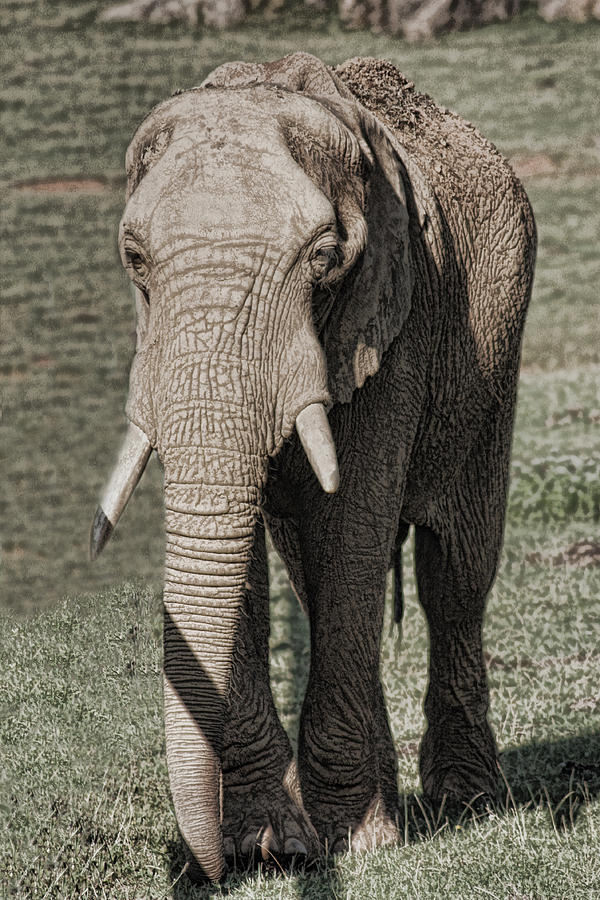 Animal Photograph - Elephant by Angel Jesus De la Fuente