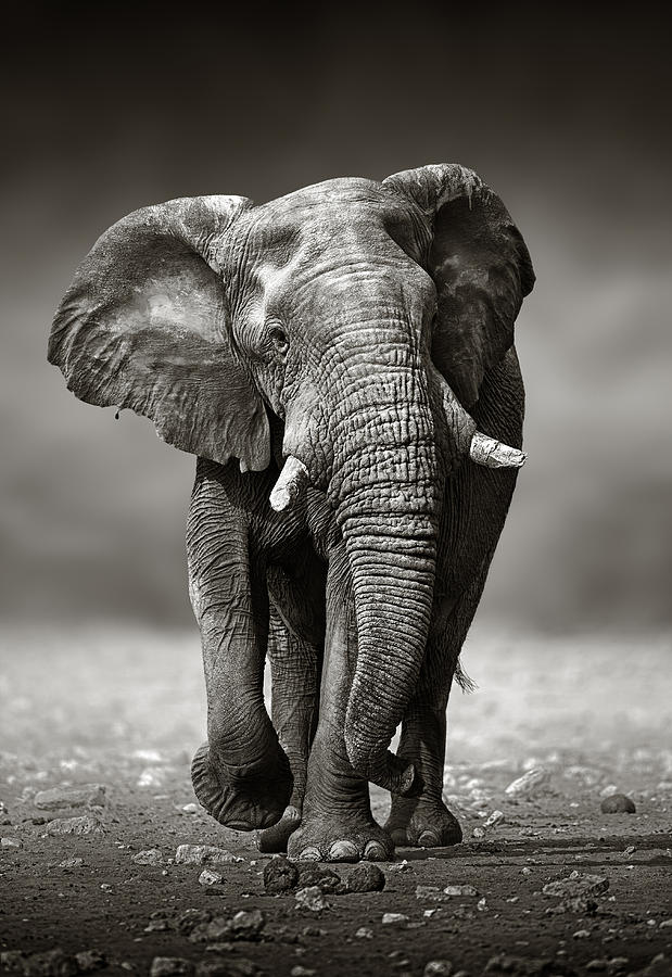 Wildlife Photograph - Elephant approach from the front by Johan Swanepoel