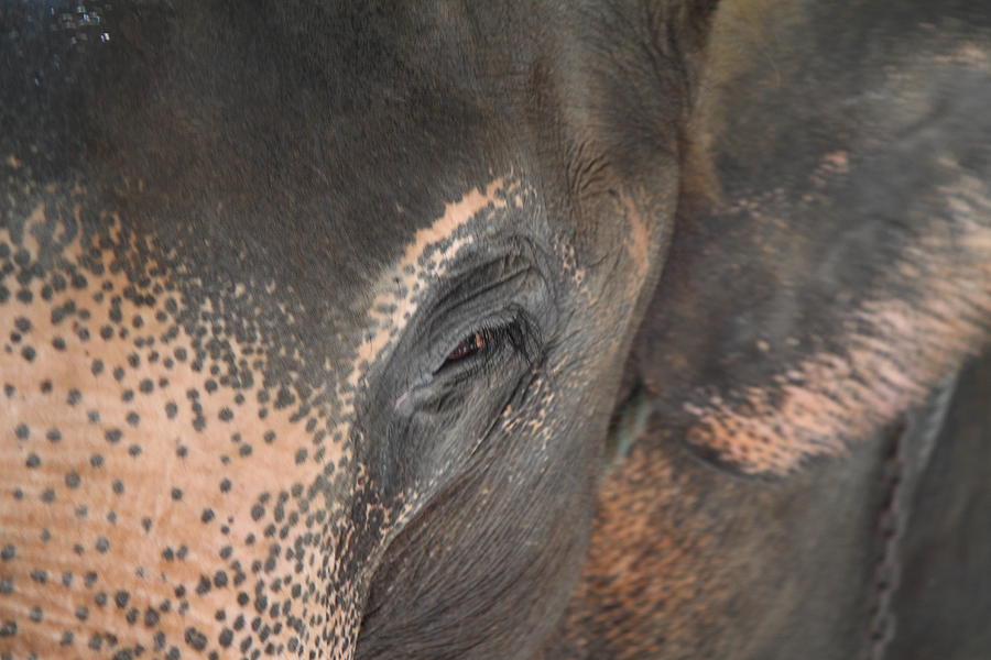 Elephant Photograph - Elephant at Maesa Elephant Camp - Chiang Mai Thailand - 01132 by DC Photographer