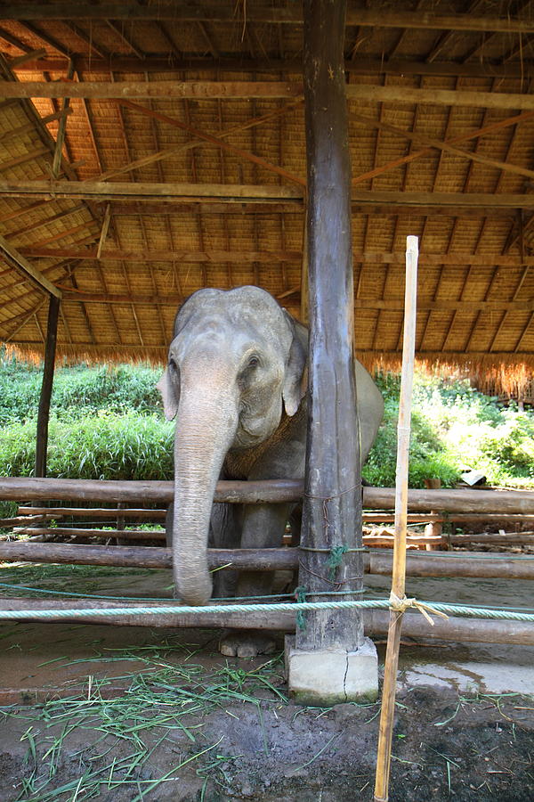 Elephant Photograph - Elephant at Maesa Elephant Camp - Chiang Mai Thailand - 01136 by DC Photographer