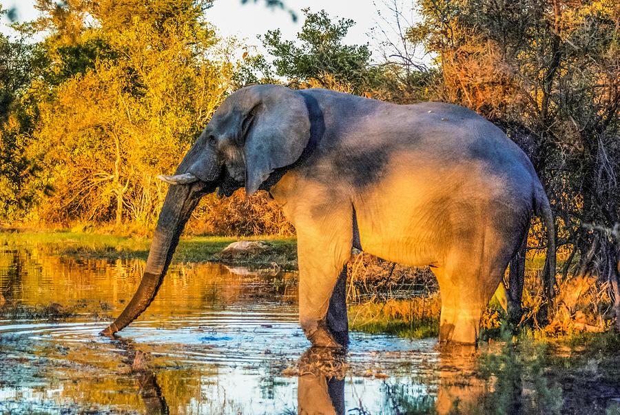 Elephant at Sundown Photograph by Peggy Blackwell