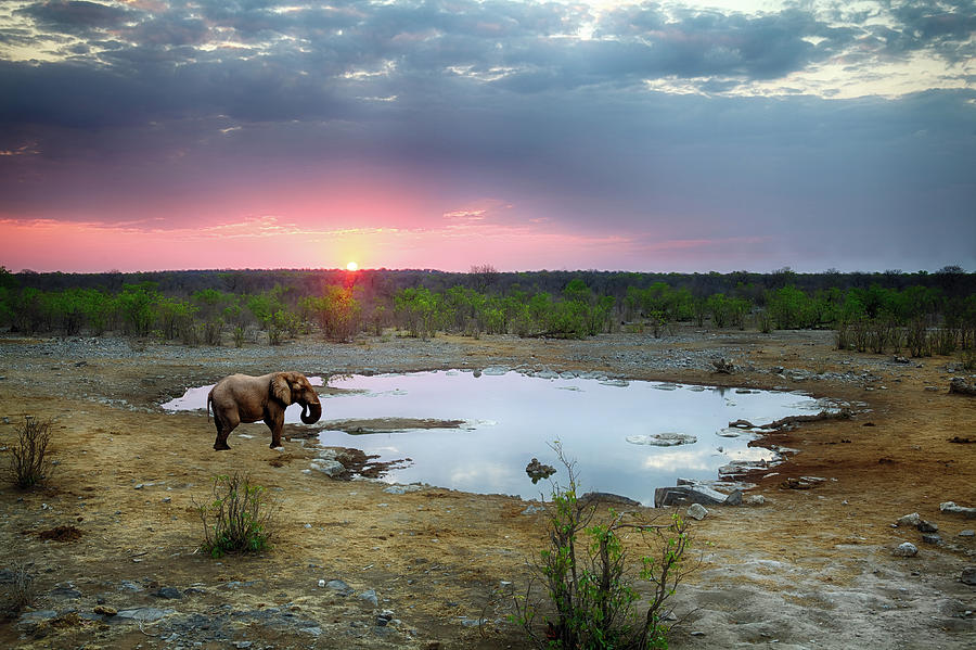 Elephant At Sunset, Namibia Photograph by Focus on nature