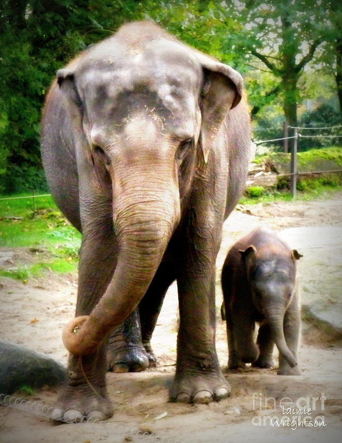 Elephant Baby Olli with Mommy Photograph by Lainie Wrightson