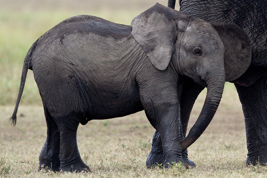 Elephant Baby Rubbing Its Ear Photograph by Manoj Shah