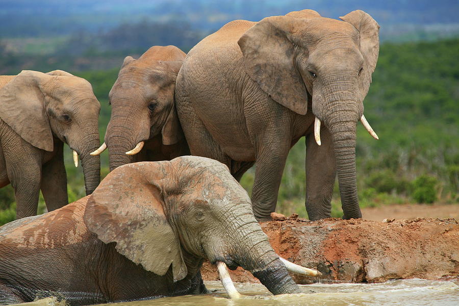 Elephant Bath Photograph by Bruce J Robinson