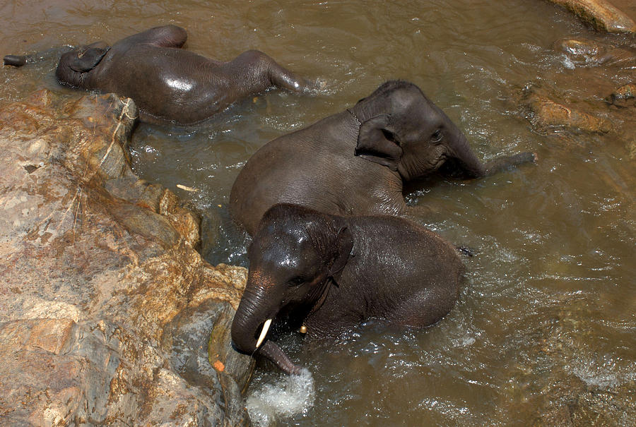 Elephant Bath Photograph