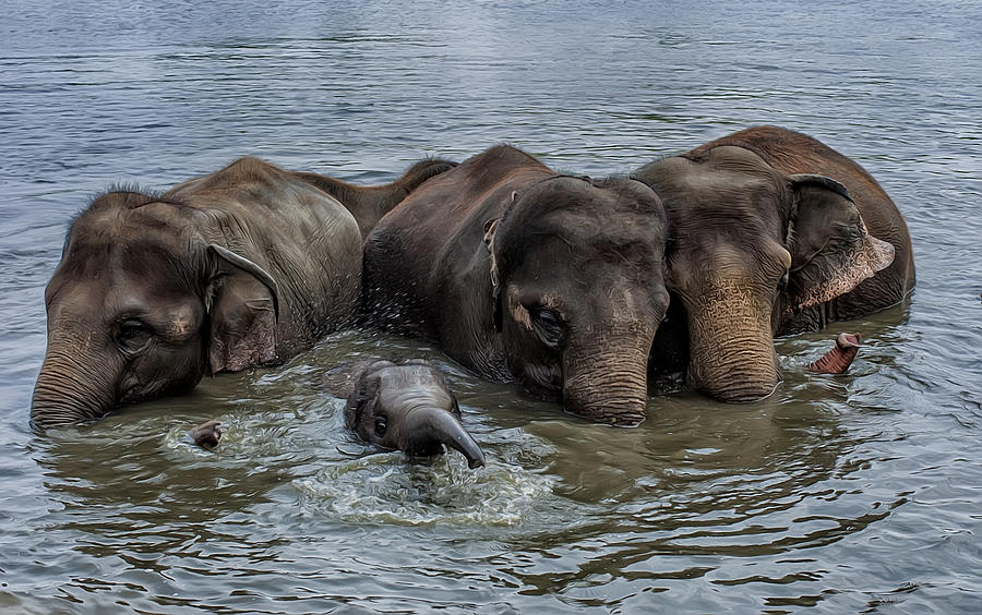 Elephant Bath Photograph by Wade Aiken