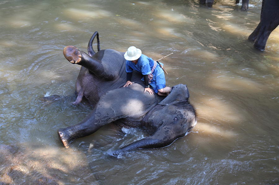 Elephant Photograph - Elephant Baths - Maesa Elephant Camp - Chiang Mai Thailand - 011311 by DC Photographer