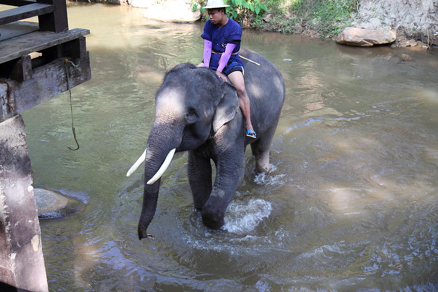Elephant Photograph - Elephant Baths - Maesa Elephant Camp - Chiang Mai Thailand - 011313 by DC Photographer
