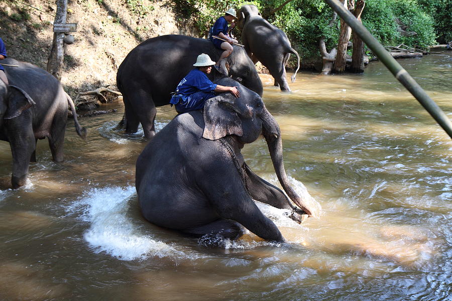 Elephant Photograph - Elephant Baths - Maesa Elephant Camp - Chiang Mai Thailand - 011314 by DC Photographer