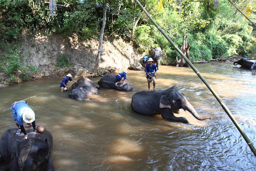 Elephant Photograph - Elephant Baths - Maesa Elephant Camp - Chiang Mai Thailand - 011317 by DC Photographer