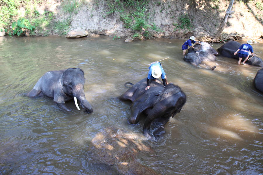 Elephant Photograph - Elephant Baths - Maesa Elephant Camp - Chiang Mai Thailand - 011318 by DC Photographer