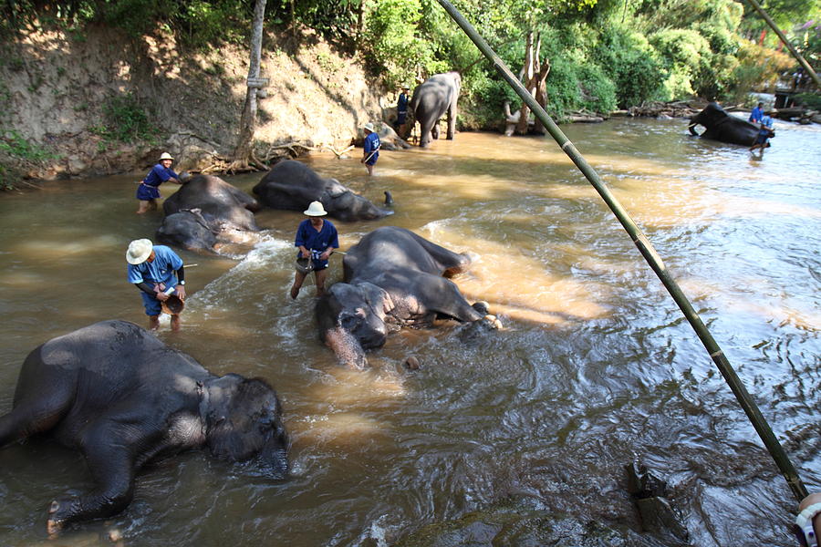 Elephant Photograph - Elephant Baths - Maesa Elephant Camp - Chiang Mai Thailand - 011319 by DC Photographer