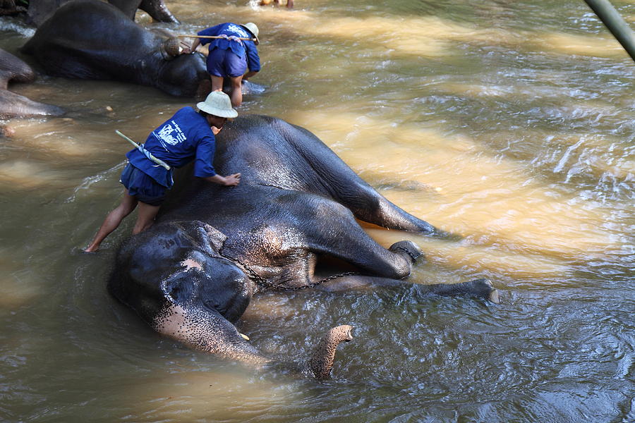 Elephant Photograph - Elephant Baths - Maesa Elephant Camp - Chiang Mai Thailand - 011321 by DC Photographer