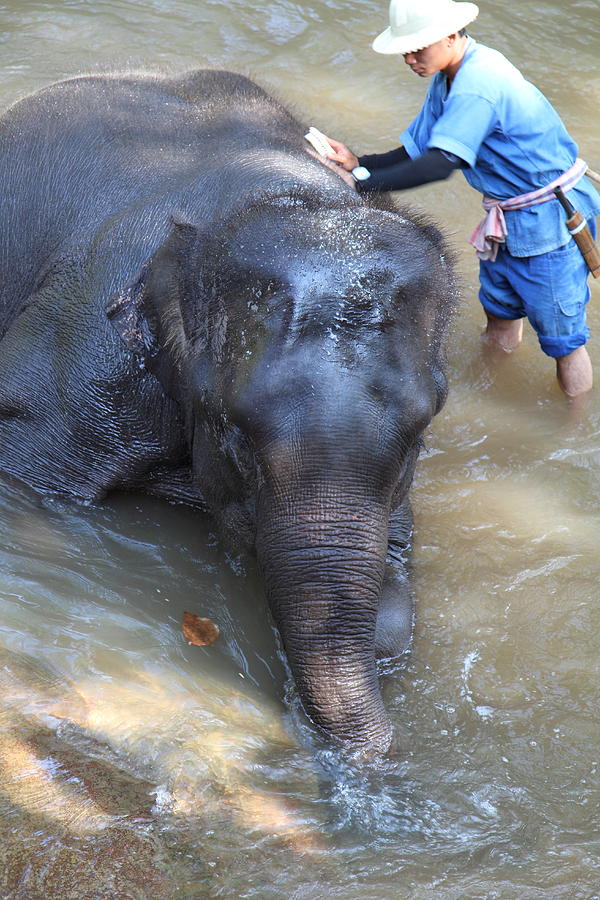Elephant Photograph - Elephant Baths - Maesa Elephant Camp - Chiang Mai Thailand - 011322 by DC Photographer
