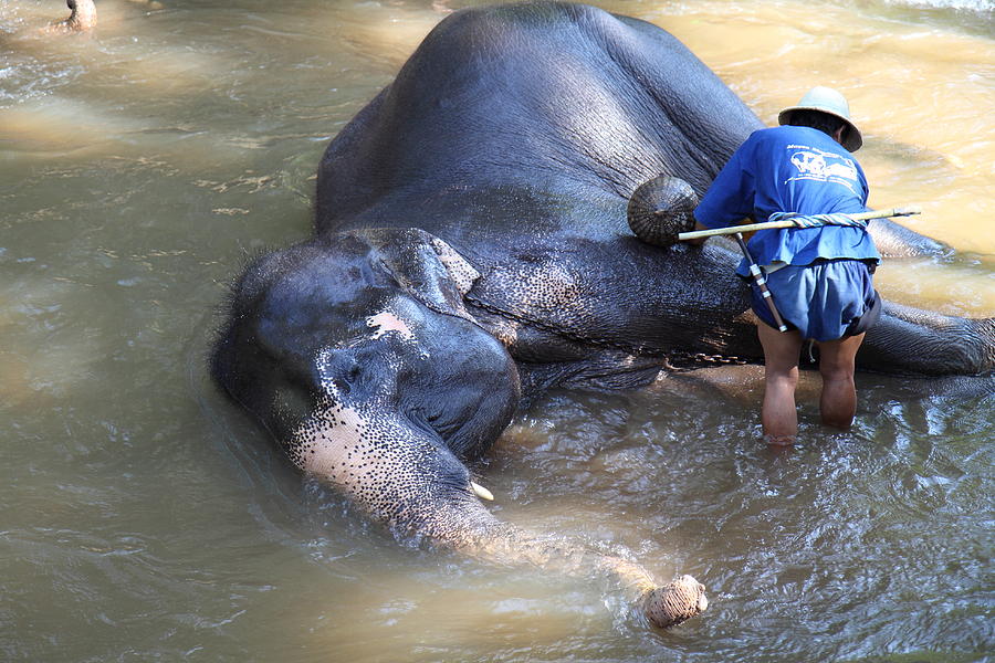 Elephant Photograph - Elephant Baths - Maesa Elephant Camp - Chiang Mai Thailand - 011325 by DC Photographer