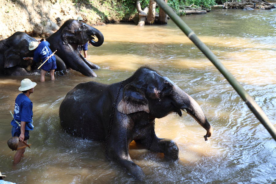 Elephant Photograph - Elephant Baths - Maesa Elephant Camp - Chiang Mai Thailand - 011326 by DC Photographer