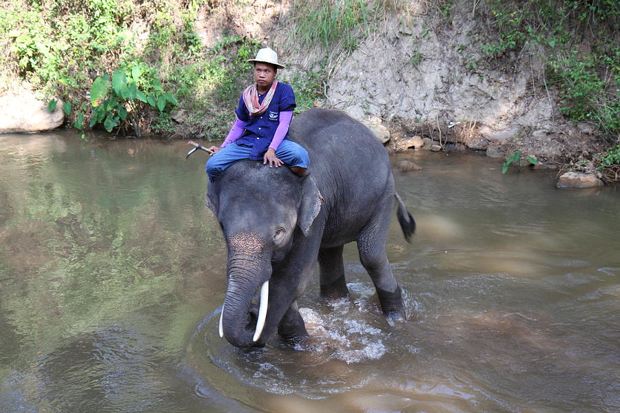 Elephant Photograph - Elephant Baths - Maesa Elephant Camp - Chiang Mai Thailand - 01133 by DC Photographer