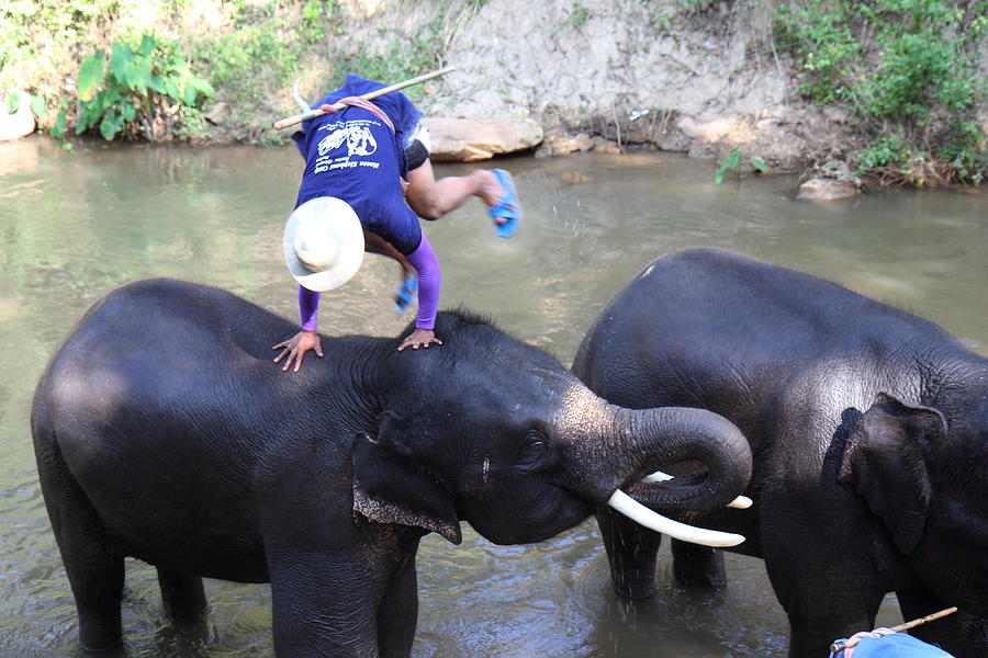 Elephant Photograph - Elephant Baths - Maesa Elephant Camp - Chiang Mai Thailand - 011331 by DC Photographer