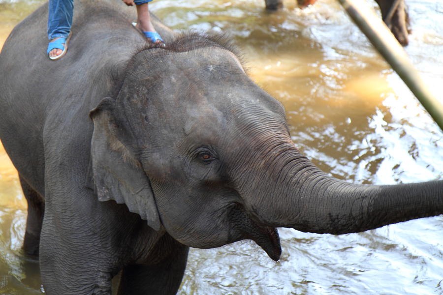 Elephant Photograph - Elephant Baths - Maesa Elephant Camp - Chiang Mai Thailand - 01135 by DC Photographer