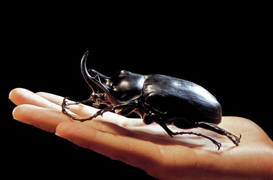 Elephant Beetle Photograph by Patrick Landmann/science Photo Library