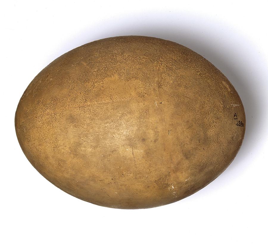 Elephant Bird Egg Photograph by Natural History Museum, London/science Photo Library