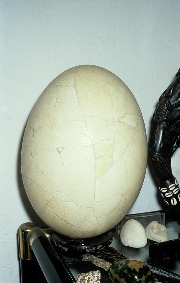 Elephant Bird Egg Photograph by Sinclair Stammers/science Photo Library