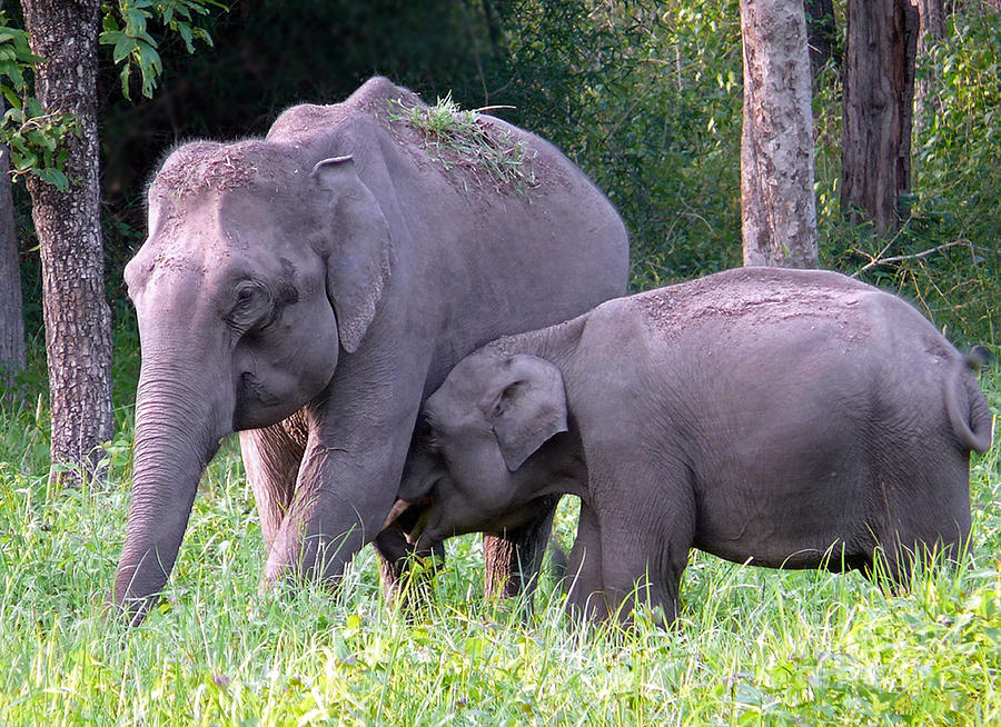 elephant breastfeeding pillow