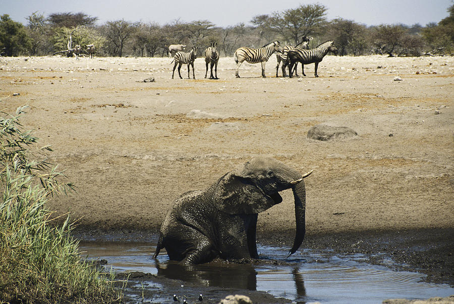 Elephant Bull Bathing Photograph by Gerald C. Kelley