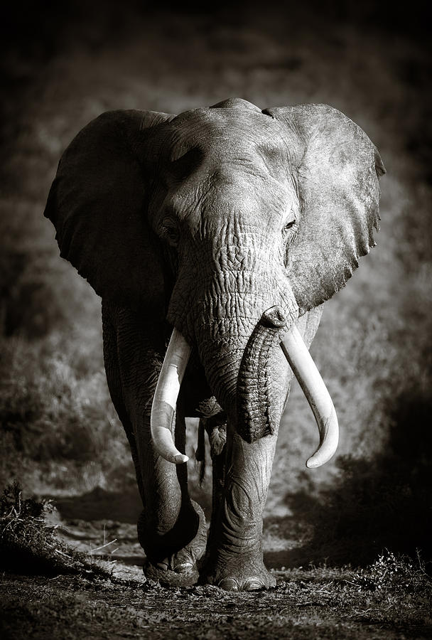 Elephant Photograph - Elephant Bull by Johan Swanepoel